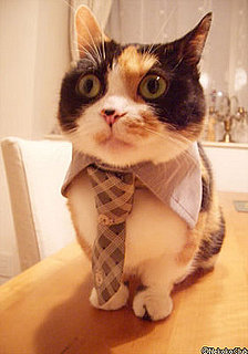 Cats in Ties