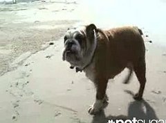 Adam Sandler's Dog Matzo at the Beach Adam Sandler's Dog Matzo at the Beach