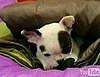 Baby French Bulldog