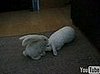 Rabbit Gets a Massage