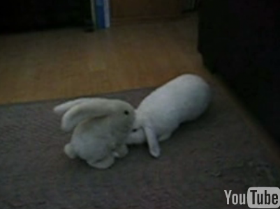 Rabbit Gets a Massage