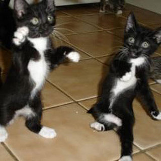 Dancing Kittens