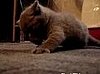 Cat Is Possessed by the Devil