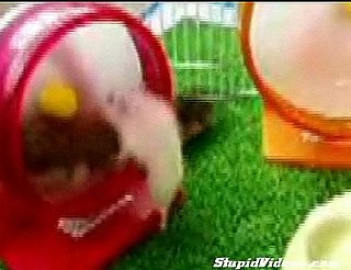 Pushy Hamsters