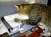 Happy Caturday!