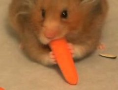 Hungry Hamster Eats Everything in Sight