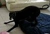 Dog Plays Indoors With Stuffed Animal