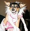 Dog Dressed Up in Pink and Heels