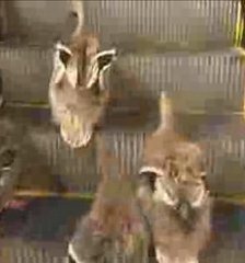 Flock of Ducks Take the Escalator