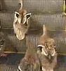 Flock of Ducks Take the Escalator
