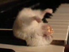 Hamster Snacking on Piano