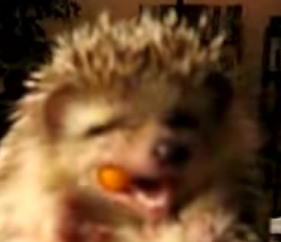 Hedgehog Nibbles on a Carrot