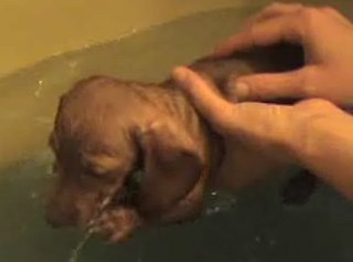 Dachshund Learns to Swim