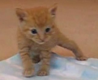 Kitty Learns to Walk