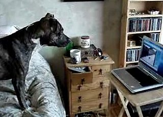 Dog Watches Himself on a Computer
