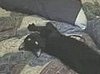 Sleepy Cat Won't Wake Up