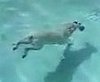 Dog Dives Into a Pool and Fetches a Weight