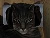 The Cat of 1000 Faces, Episode III (Star Wars Special)