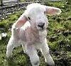 Baby Sheep Says Hello