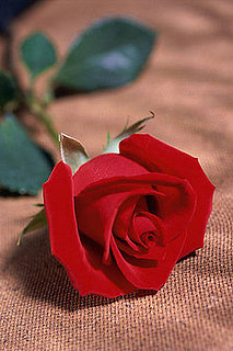 Bottom of the Barrel Spotted? ABC Revives The Bachelorette