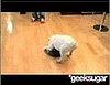 Rob and Big: Meaty Vs. Roomba