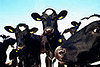 Do You Care If Your Meat or Milk Comes From Cloned Animals?