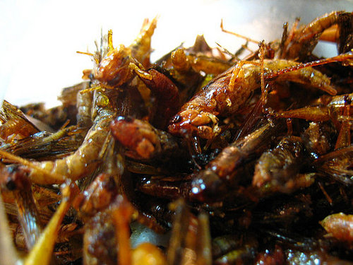 Would You Eat This Grasshopper Snack?