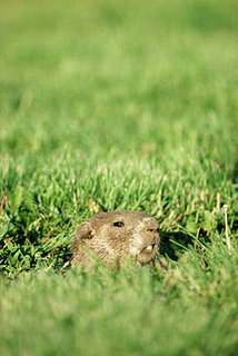 Groundhog Facts and History