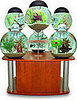 Silverfish Aquarium for Your Pampered Fish