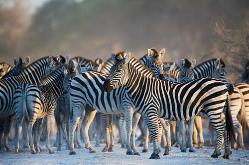 Creature Features: Zebra