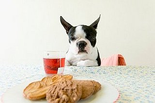 What Happened on Petsugar This Week (3/02-3/07)?