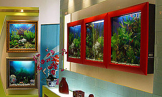 AquaVista 500 Fish Tank Frames Your Fish