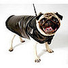 Springtime Coats for Pampered Poochies