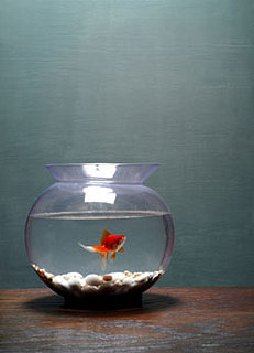 Healthy Spring Cleaning Tips for Your Fish Tank