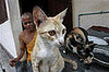 Pets Abandoned in Thai Temple