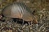 Armadillo Creature Features on Petsugar