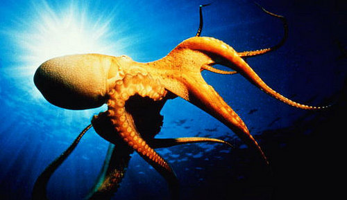 The Scoop: Octopus Beak Inspires Medical Community