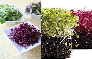 Microgreens For the Home Cook: Love It or Hate It?