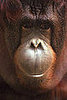 Evolution Responsible For Money Beliefs