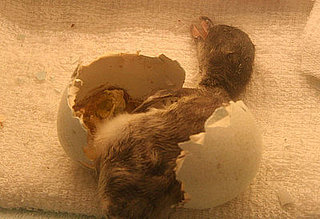 Guess What's Hatching?
