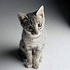 Pet Peeves: Kitty Hates Toys?