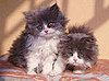 Pick a Fave in "Which Pet Is Cuter?"