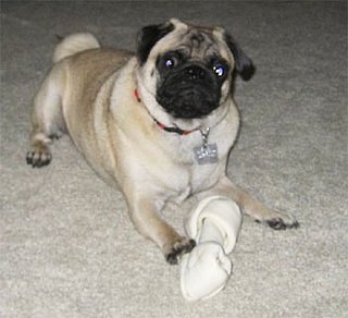 Please Help the Purloined Pug!