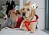 The Results Are in: Top Dogs 2006