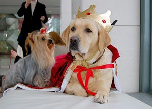 The Results Are in: Top Dogs 2006