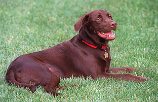 Think You Know Your Presidential Pets, Part II?