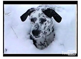 Can You Spot the Dalmatian?