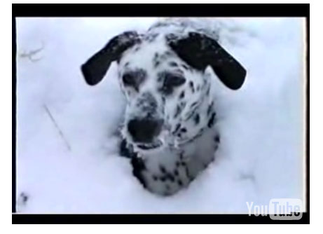 Can You Spot the Dalmatian?