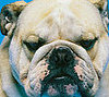 San Francisco Loves Smushed Faces!