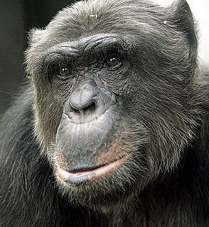 Association Against Animal Factories Cannot be Appointed Matthew Hiasl Pan's Trustee
